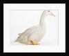 Aylesbury Duck by Anonymous