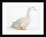 Aylesbury Duck by Anonymous