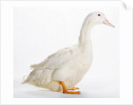 Aylesbury Duck by Anonymous