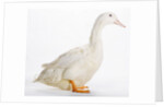 Aylesbury Duck by Anonymous