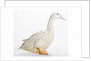 Aylesbury Duck by Anonymous