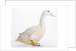 Aylesbury Duck by Anonymous