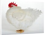 Frizzle by Anonymous