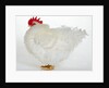 Frizzle by Anonymous