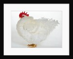 Frizzle by Anonymous