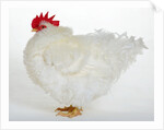 Frizzle by Anonymous