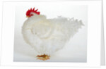 Frizzle by Anonymous