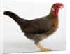 Leghorn by Anonymous