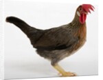 Leghorn by Anonymous