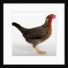 Leghorn by Anonymous