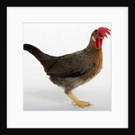Leghorn by Anonymous
