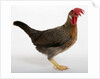 Leghorn by Anonymous
