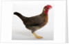 Leghorn by Anonymous