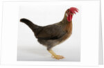 Leghorn by Anonymous