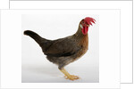 Leghorn by Anonymous