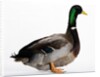 Roen Duck by Anonymous