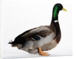 Roen Duck by Anonymous