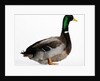 Roen Duck by Anonymous