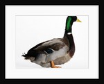 Roen Duck by Anonymous