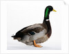 Roen Duck by Anonymous