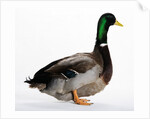 Roen Duck by Anonymous