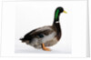Roen Duck by Anonymous