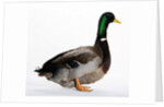Roen Duck by Anonymous