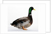 Roen Duck by Anonymous