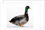 Roen Duck by Anonymous