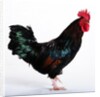 Sussex Bantam by Anonymous