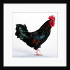 Sussex Bantam by Anonymous