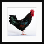 Sussex Bantam by Anonymous