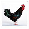 Sussex Bantam by Anonymous
