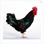 Sussex Bantam by Anonymous
