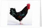 Sussex Bantam by Anonymous