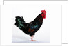 Sussex Bantam by Anonymous