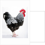 Sussex Bantam by Anonymous