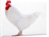 Sussex Bantam by Anonymous