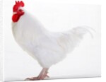 Sussex Bantam by Anonymous