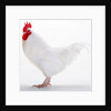Sussex Bantam by Anonymous