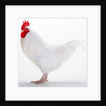 Sussex Bantam by Anonymous