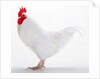 Sussex Bantam by Anonymous