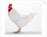 Sussex Bantam by Anonymous
