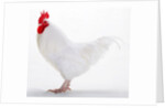 Sussex Bantam by Anonymous