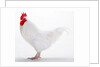 Sussex Bantam by Anonymous