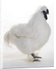 Silkie by Anonymous