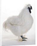 Silkie by Anonymous