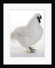 Silkie by Anonymous