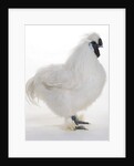 Silkie by Anonymous