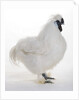 Silkie by Anonymous